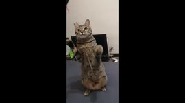 Playing with my cat with cat teaser wand. She almost stands up!