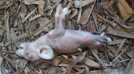 The strange piglet has only two legs