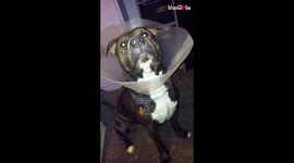 Dog takes offence when asked by owner to go outside to the toilet