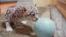 This adorable footage of two cheeky snow leopard cubs will melt your heart