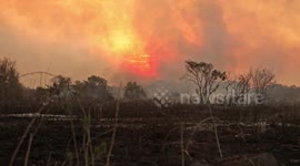 COP 26: World leaders promise to end deforestation by 2030
