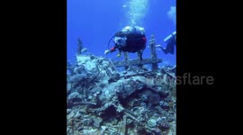 Diving in the Red Sea