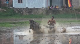 The Unique Attraction of Cow Racing, the Jockey Falls in the Mud Run by Cows