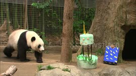 Giant panda cubs celebrate birthdays with icy bamboo cake and gift bags