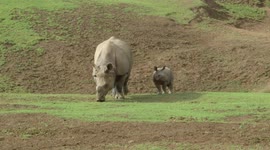 A Greater One-Horned Rhino's Newborn Calf