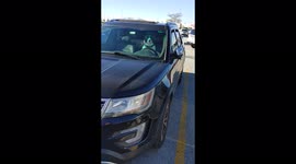 Hilarious scene as impatient dog honks car horn as owner leaves it unattended