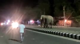 Elephant strays onto road, amusing locals in northeastern India