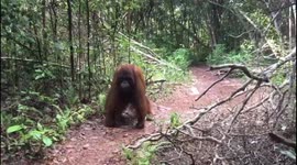 Countries at COP26 agree to end deforestation by 2030, an industry that has left orangutans on brink of extinction