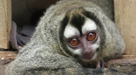 Beautiful rescued night monkey close-up shows the ugly side of animal trafficking