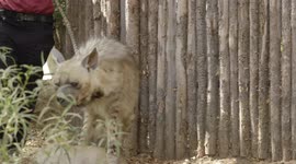 Shy-enas: Pair of zoo hyenas are reluctant