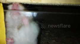 Crazy hamster trying to destroy its enclosure