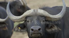 Superman's cape won't help you with a Cape Buffalo