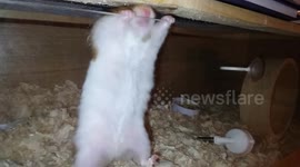 Spider-Ham: Sneaky hamster does superhero-like moves to escape enclosure