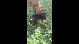 A baby cow has just been born with a strange and interesting white circle on its head