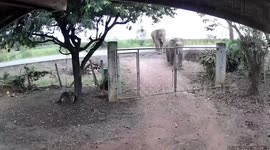 Elephants caught on CCTV raiding family’s garden in Thailand