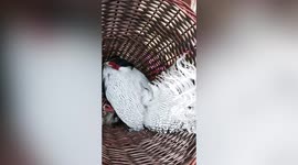 Nationally protected silver pheasant flies into supermarket in eastern China