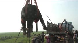 Elephant tranquillized by officials after killing elderly man in eastern India