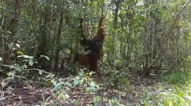 KING OF ORANGUTANS  Looking For Some Food And Waiting For Orangutans Female