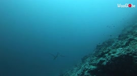 'Diver spots the stunning & shy Thresher Shark in Fuvahmulah, Maldives'