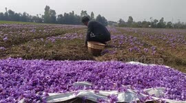 Saffron harvest season brings Kashmiri fields to life with vibrant colour