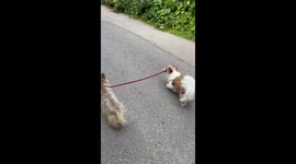 Ronny takes Milly for a walk - dog walks dog - cute and funny video