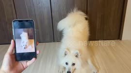 Super-smart, supermodel dog in Japan can perfectly replicate any pose