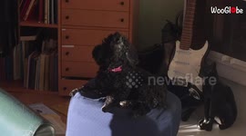 Melodious Swedish dog accompanies owner's piano playing