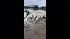 Thousands of ducks blocked the road, making the man unable to ride the motorbike to pass