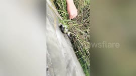Woman adopts stray kitten she rescued from ditch in eastern China