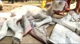 Strange calf  A certain kind of Calf who has one eye, one horn. Such an amazing calf was born in Bhadrak, East India. The strange calf's nose is not perfect, and the Calf exhaling with the help of the mouth.