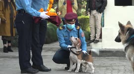 Very good boys: Nepal Festival of Dogs celebrates and worships dogs as religious messengers