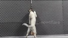 Bad Dog...! Can't Play With Fish. A dog named Quello, a husky breed, opens the door to his own room, East Jakarta, Indonesia