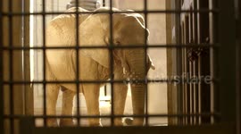 Zookeepers talk about the process of caring for 7 elephants