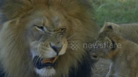 Ah Zabenya! Amazing moment lion cubs reunite with their poppa, the 'Lion King