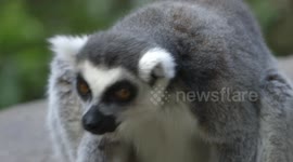 High-flying lemurs have a blast on their special walkway