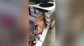 Dog putting head in stove's base got stuck there after being attracted by the smell of barbecue
