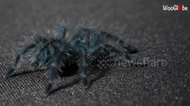 Close-up footage shows vibrant neon blue tarantula marching across room