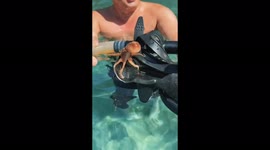 Baby octopus climbs onto snorkeler's mask in Turkey