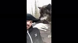 Huge timber wolf plays with owner near St Petersburg in Russia