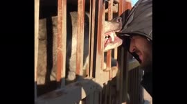 Meanwhile in Russia...timberwolf bites hood of man's jacket