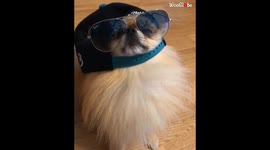 'Compilation of fun-filled moments in the PAW-fect life of the 'Coolest Pom in Town''