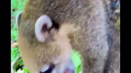 Tourist feeds cute nasua, Argentina