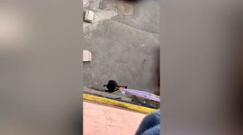 Chinese resident walks dog from first-floor balcony using long leash during coronavirus lockdown