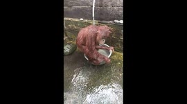 A young male orangutan being bathed (Sumatran Orangutan) Indonesia