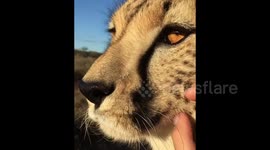 Cheetah purring in Etosha National Park, Namibia