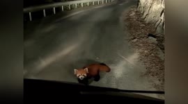 Wild red panda appears to warn Chinese motorist of hole in road ahead