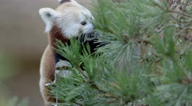 How Red Panda Network is Protecting Red Panda Populations