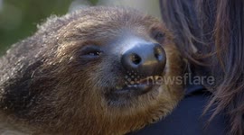Five Crazy Things You Never Knew About Sloths