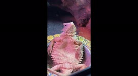 You'll never be as cool as this horned lizard relaxing in a bowl