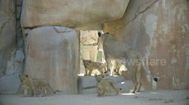 Lion Mom Oshana's Four Cubs Are Ready to Take on the World